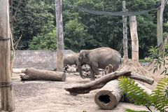 Slon v ZOO Vratislav